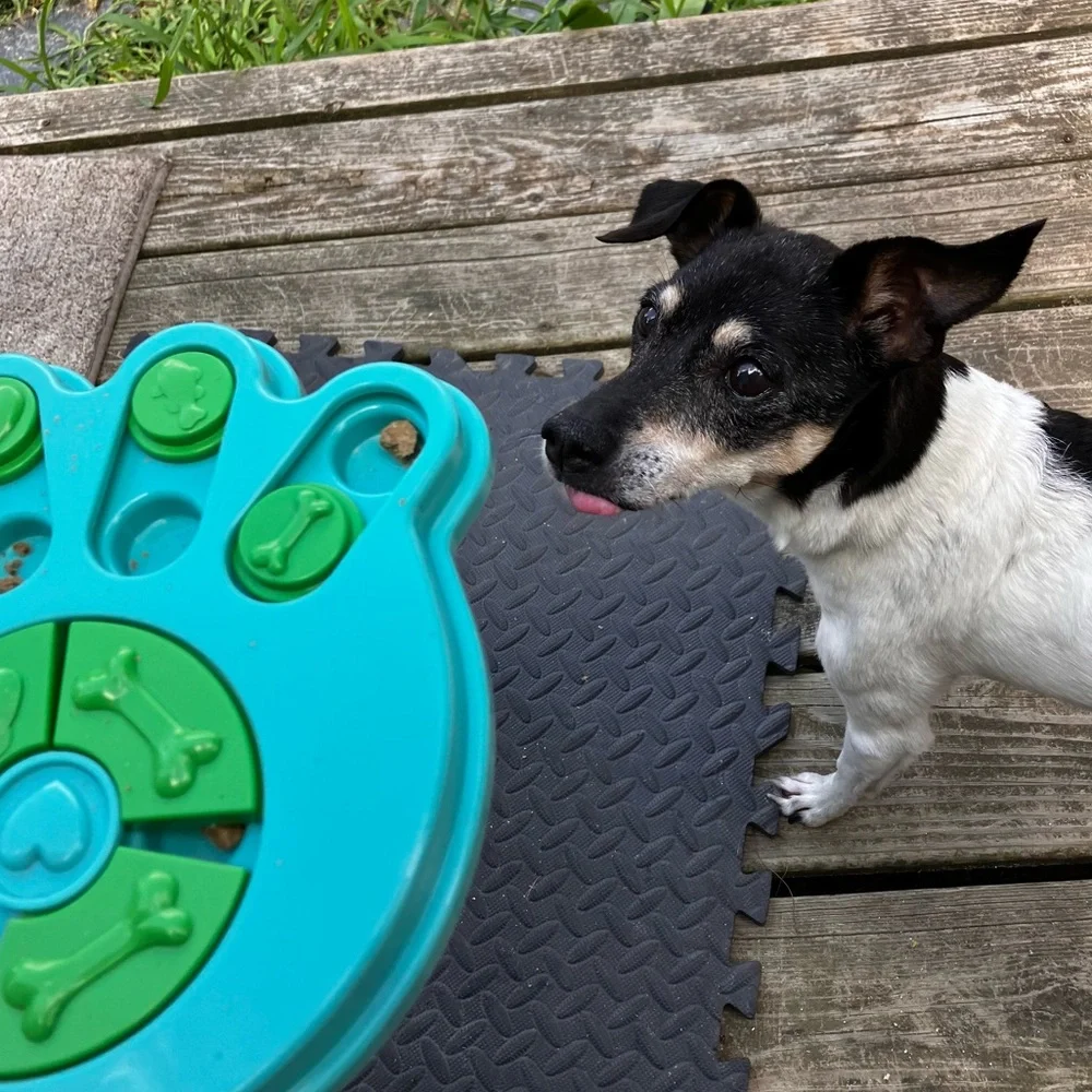Dog Puzzle Paw Print Pet Toy, Hide & Seek the Treats Game, Puppy Cat Guinea Pig